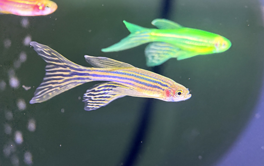 Xtreme AX-ML100U 微距鏡頭拍小斑馬