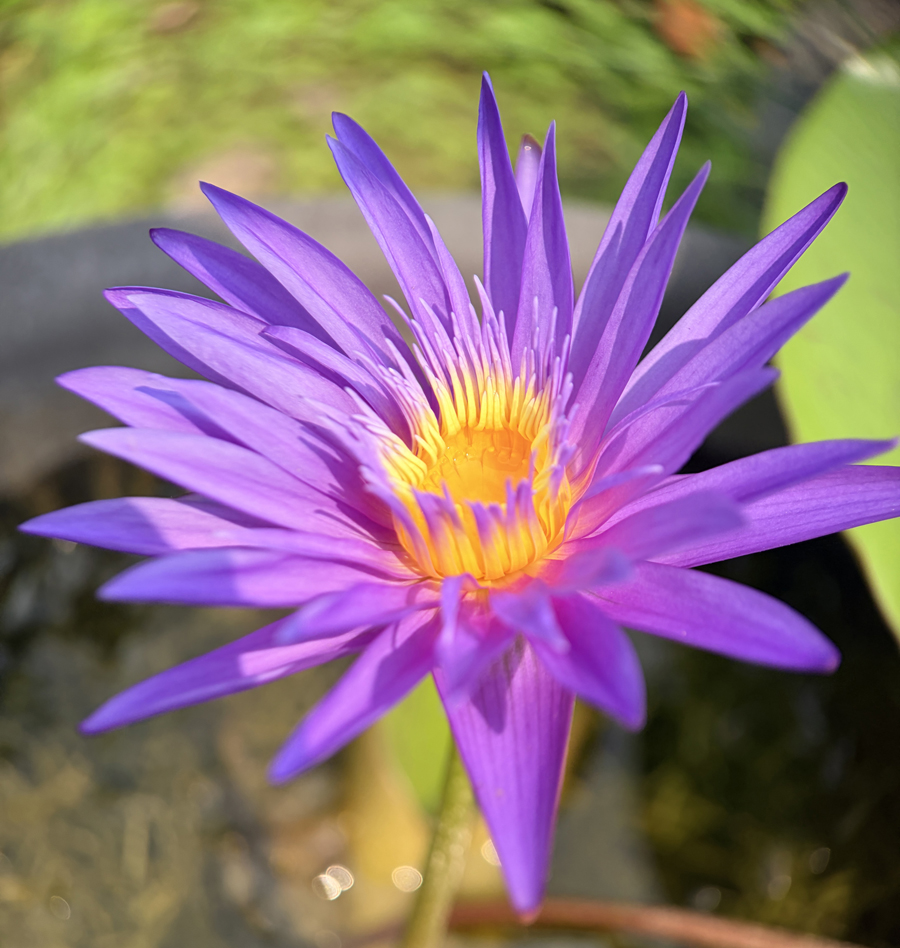 Xtreme AX-ML100U 微距鏡頭拍蓮花